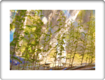 Living Walls By Dapacu